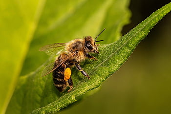 蜂、 昆虫、 翼のある昆虫、 翼、 自然、 膜翅目、 昆虫学、 マクロ、 Apis Mellifera、 動物、 閉じる