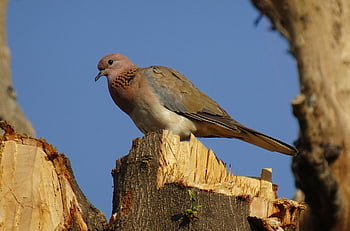 holubice, pták, směje se holubice, malá hnědá holubice, spilopelia senegalensis, ptačí, Příroda, aves, fauna, avifauna, Indie