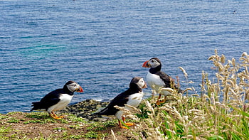 puffin, atlantický puffin, ptáků, ornitologie, Skotsko, ostrov, moře, Příroda, ptačí, volně žijících živočichů