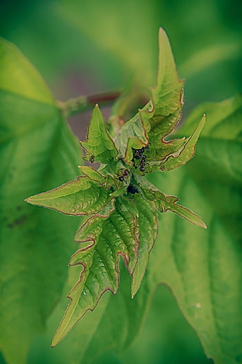 aphids, ants, treatment, natural, environment, predator, plants, insects, ant, nature, sheets