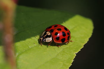 slunéčko sedmitečné, hmyz, beruška brouka, brouk, červený brouk, tečkovaný, Tečkovaný brouk, Příroda, list, fauna, zvíře