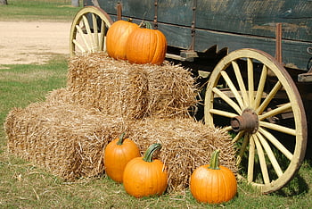 citrouille orange, foin brun, chariot gris, citrouilles, balles de foin, roue de chariot en bois, automne rural, réglage, vieux wagon en bois, scène rurale, décor d'automne