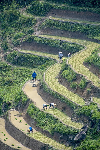 transplanting Rice, rice Field, rice, vietnam, farm, land, eco, field, terraces, agriculture, nature