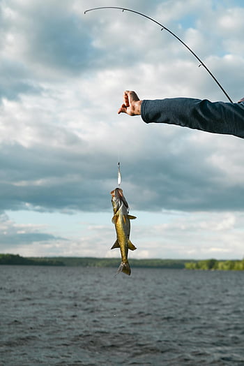 Ryba, rybářský prut, háček, rybář, čerstvě ulovené, scénické jezero, slunečný den, venkovní rybolov, fotografování přírody, Rybářské dobrodružství, Chyť a pusť