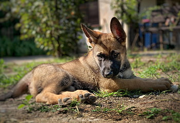 animal, dog, mammal, nature, pet, puppy, outdoors, canine, breed
