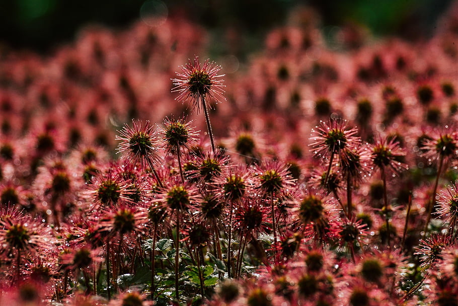 flowers, meadow, beautiful Flowers, petals, flower Wallpaper, field, sundew, plant, flower Background, flora, nature