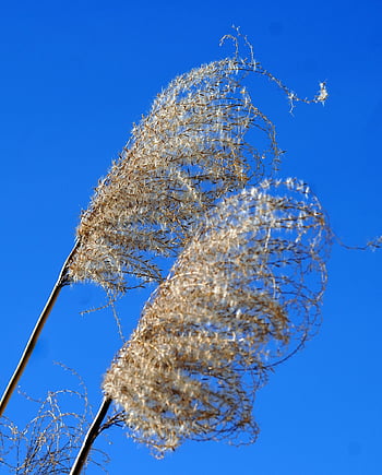 okrasné trávy, pampas trávy, tráva, Příroda, flóra, rostlin