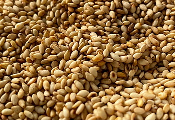 sesame Seeds, grains, roasted Sesame, seeds, nutrition, healthy, superfood, food, benefit, organic, sesame