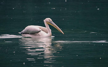 dalmatský pelikán, pták, jezero, pelikán, zvíře, vodní pták, volně žijících živočichů, rybník, Příroda, peří, zobák