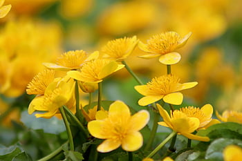 calendula di palude, petali, caltha palustris, fiorire, fioritura, prato, natura, fiore, pianta, avvicinamento