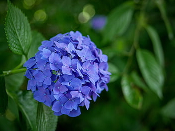 japan, hydrangea, rainy Season, flowers, flower Wallpaper, flower Background, nature, purple, beautiful Flowers, green
