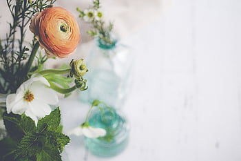 botanicals, floral, background, flowers, bloom, leaf, blossom, nature, plant, wallpaper, botany