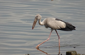 鳥、 こうのとり、 動物、 羽毛、 ビル、 アジアのチラシ、 吻合オシタンズ、 ウェイダー、 水、 コニ科、 動物相