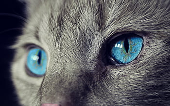 Katze, Katzenaugen, blaue Augen, graue Katze, Natur, Nahansicht, Makro, katzenartig, Haustier, inländisch, Hauskatze
