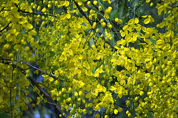 vishu, laburnum, kerala, kanikkonna, konna, goldern Shower Flower, gold, shower, tree, yellow, nature