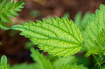 leaves, foliage, veins, texture, plants, nettle Leaf, green, weed, medicinal Plant, histamine, burning Hair