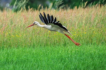 stork, bird, rattle Stork, flying, wildlife, ornithology, beak, plumage, bird Watching, feathers, wing