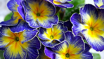 primroses, flowers, blossom, bloom, spring, nature, flora, floriculture, horticulture, botany, plants