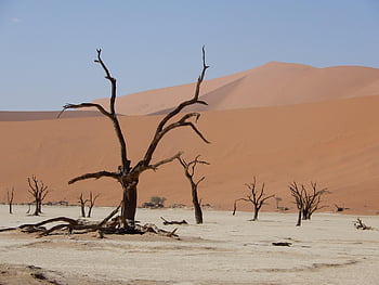 sossusvlei, salt Pan, dead Trees, trees, sand Dunes, drought, desert, landscape, scenic, nature, namib Desert