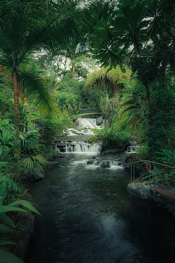 selva tropical, cascada escénica, vegetación exuberante, corriente, árboles verdes, río, paisaje natural, plantas tropicales, fuente de agua, arroyo de la selva, paisaje tropical