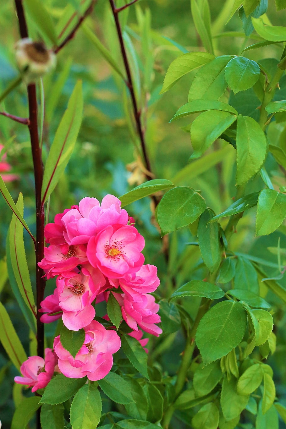 flower, rose Flower, rose, buds, flower Wallpaper, leaves, flower Background, foliage, beautiful Flowers, nature, plant