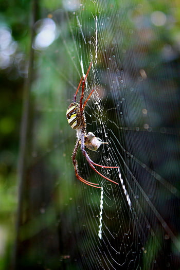 hnědý a žlutý pavouk, pavouk, Orosený web, zahrada, makro snímek, pavoučí síť, Příroda, volně žijících živočichů, detail, hmyz, venku