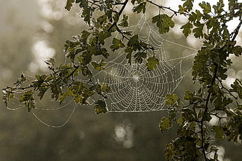 cobweb, tree, web, branches, leaves, spider Web, foliage, outdoors, nature, morgentau, spin Threads