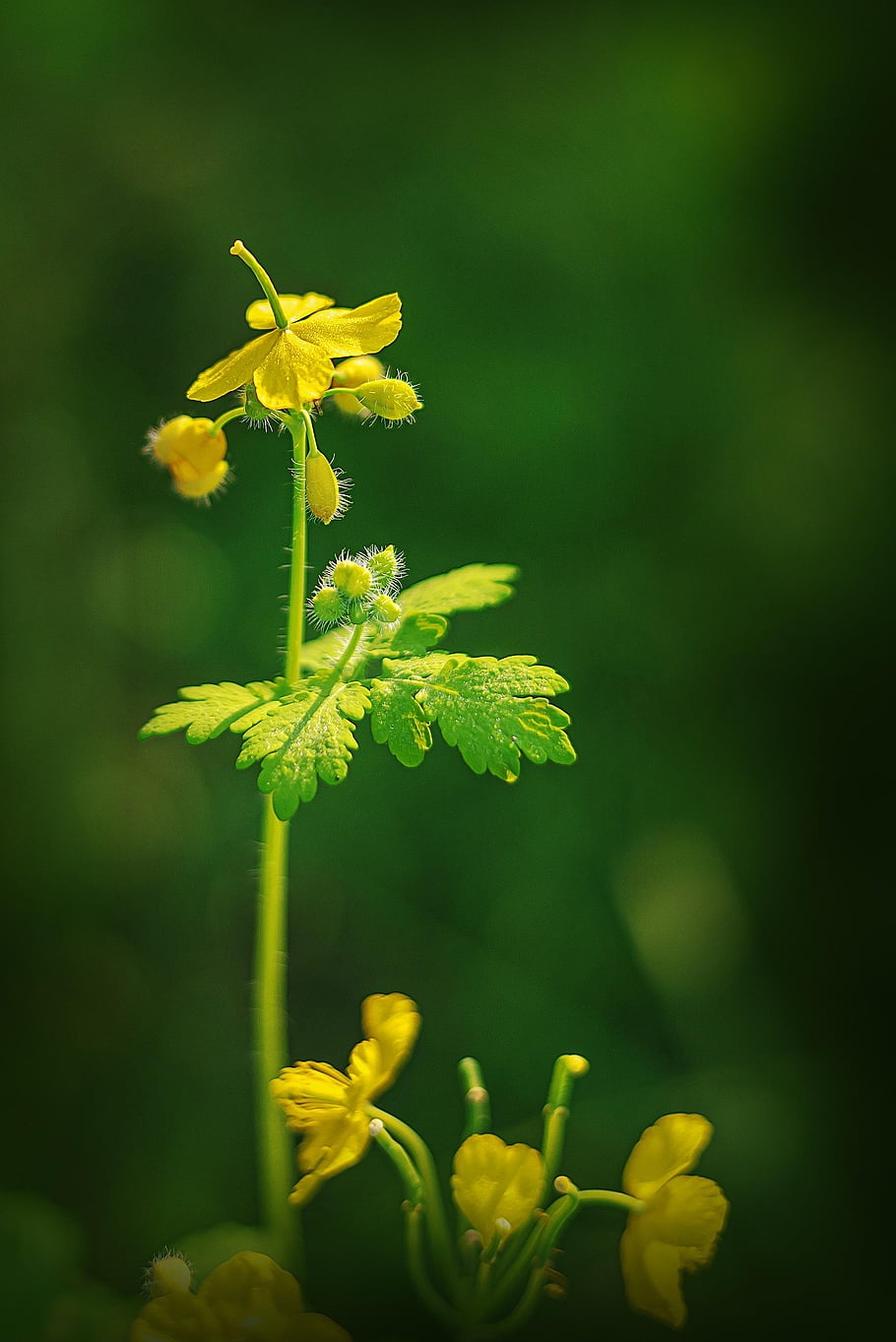 nature, flower Wallpaper, landscape, yellow, flower Background, beautiful Flowers, flower, morning, cute, celandine