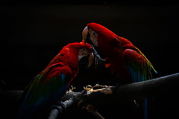 parrot, macaw, bird, animal, colorful, nature, exotic, wildlife, color, ara, red