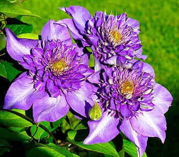 clematis, bunga, ungu, mekar, berkembang, alam, flora, tanaman pemanjat, daun bunga