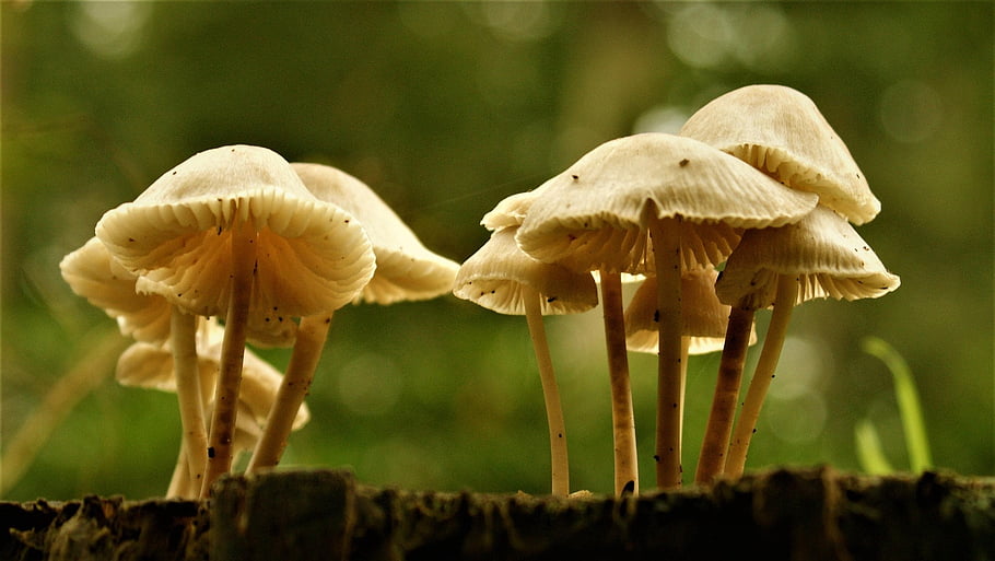 mushroom, fungus, fungi, agaric, toxic, mycology, forest, flora, dew, moss, wet