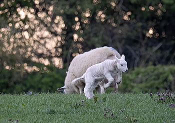 sheep, lamb, animals, livestock, farm, pasture, field, nature, rural, grass, agriculture