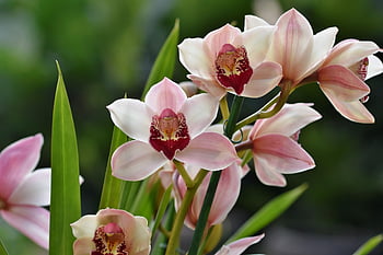 orchids, flower, petals, orchid Flower, blossom, bloom, plant, nature, exotic, tropical