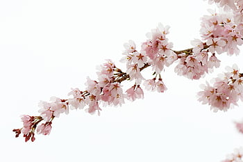 japanese Cherry Blossom, flowers, tree, branches, blossom, cherry Blossoms, bloom, pink Flowers, sakura, flora, flower Wallpaper