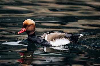 pochard, duck, water Bird, nature, bird, plumage, water, feathers, duck Bird, beak, drake