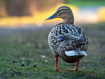 kachna, Příroda, pták, divoká kachna, zvíře, peří, vodní pták, volně žijících živočichů, ornitologie, zobák, fauna