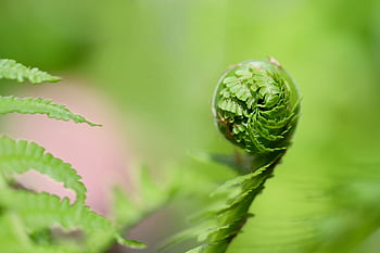 kapradina, výhonek, Fern Fronds, růst, rozvinout, sroloval, Příroda, zelená, jaro, rostlina