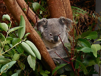 Medvídek koala, odpočívá koala, zelené listy, listy eukalyptu, přirozené prostředí, koala ve stromu, Koala obklopena, Koala se zasadila, Pohodlné koala, Koala prostředí, Koala listí