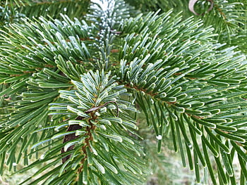 větev, jedle větev severu člověka, nordmann jedle, jedle, borovice, abies nordmanniana, kavkazské jedle, rodina borovic, jehličnany