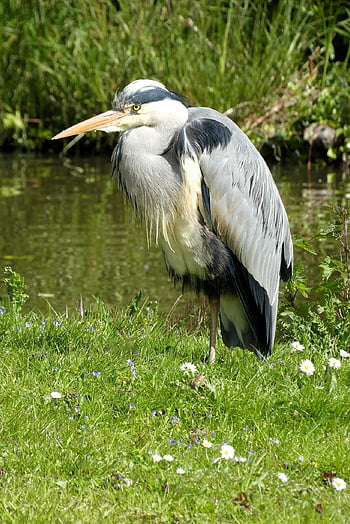 bird, heron, waterfowl, feathers, nature, animal, egret, wings, beak, plumage