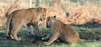 lion Cub, baby Lion, young Lion, captive, predator, safari, cute, nature, mammal, cub, africa