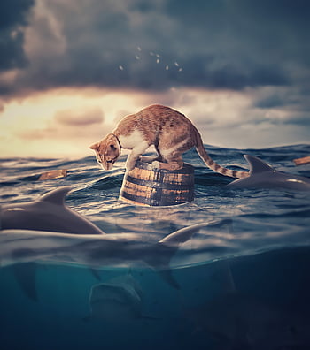 gatto, acqua, fantasia, galleggiante, squali, barile, animale domestico, mare, oceano, animale, gatto galleggiante
