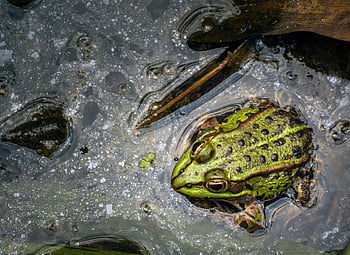 rã, sapo, anfíbio, animal, animais selvagens, agua, verde, fauna, natureza