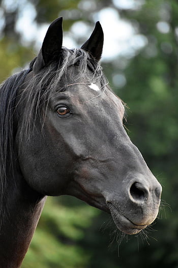 rap, horse, horse Head, black, pferdeportrait, horses, nature, coupling