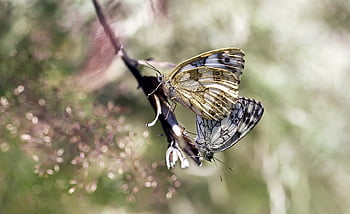 butterflies, copulation, checkerboard, butterfly, beautiful Flowers, flower Background, flower Wallpaper, insect, wings, antennae, colorful