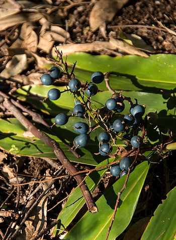 zenzero nativo, Zenzero, frutti di bosco, frutta, blu, Marrone, le foglie, verde, foresta pluviale, foresta, Queensland