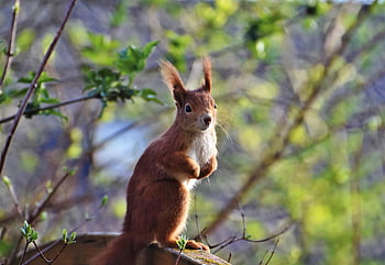 σκίουρος, Oak Kitten, τρωκτικό, ζώο, δασικό ζώο, δέντρο, χαριτωμένος, φύση, αναζήτηση τροφής, πλάσμα, possierlich