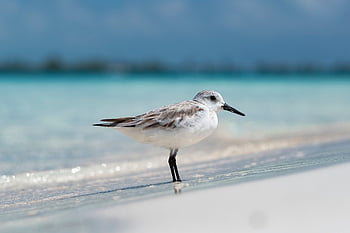 beach, palm, sea, tropical, island, ocean, sand, sky, vacation, caribbean, paradise