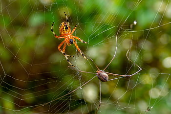 spider, arachnid, spider Web, cobweb, web, orb, weaver, insect, bug, arachnophobia, nature