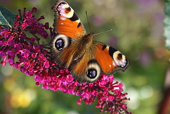 peacock Butterfly, butterfly, insect, wings, flower, pollination, wild Nature, nature, pollinate, winged Insect, butterfly Wings